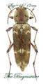 Cerambycidae : Xylotrechus stebbingi